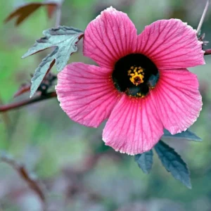 Mahogany Cranberry Hibiscus Live Plants - Set of 2, 5-8 Inch Tall, False Roselle Bushes - Image 5