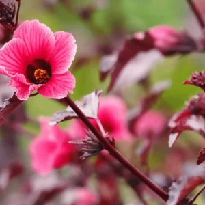 Mahogany Cranberry Hibiscus Live Plants - Set of 2, 5-8 Inch Tall, False Roselle Bushes - Image 6