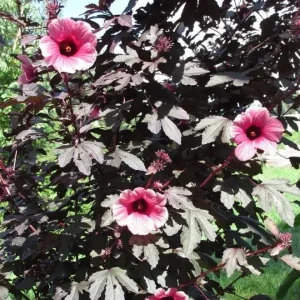 Mahogany Cranberry Hibiscus Live Plants - Set of 2, 5-8 Inch Tall, False Roselle Bushes - Image 9