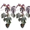 Mahogany Cranberry Hibiscus Live Plants - Set of 2, 5-8 Inch Tall, False Roselle Bushes - Image 1