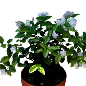 Maid of Orleans Arabian Jasmine Live Plant – White Flowers – 5-8