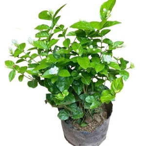 Maid of Orleans Arabian Jasmine Live Plant – White Flowers – 5-8