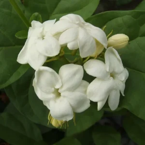 Maid of Orleans Arabian Jasmine Live Plant – White Flowers – 5-8
