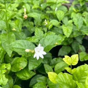 Maid of Orleans Arabian Jasmine Live Plant – White Flowers – 5-8