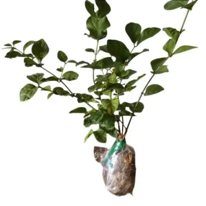 Maid of Orleans Arabian Jasmine Live Plant – White Flowers – 5-8