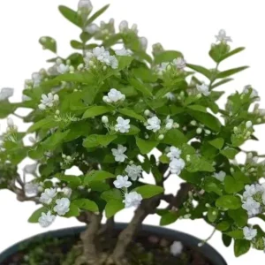 Maid of Orleans Arabian Jasmine Live Plant – White Flowers – 5-8