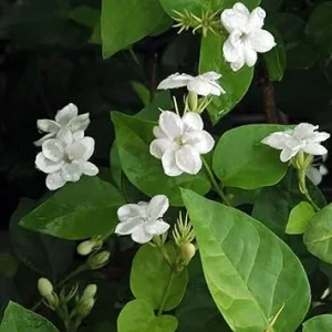 Maid of Orleans Jasmine Live Plant - White Fragrant Flower, 3-5 Inch Tall, Outdoor - Image 6