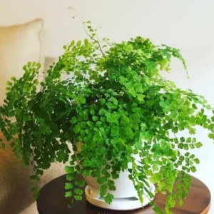 Maidenhair Fern Rhizomes - 5 Live Roots for Indoor/Outdoor Planting - Image 1