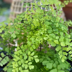 Maidenhair Fern Rhizomes - 5 Live Roots for Indoor/Outdoor Planting - Image 2