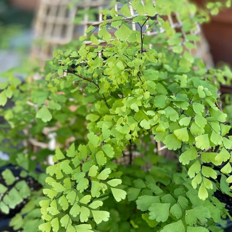 Maidenhair Fern Rhizomes - 5 Live Roots for Indoor/Outdoor Planting - Image 2