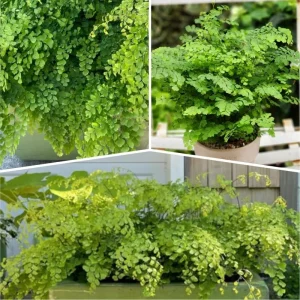 Maidenhair Fern Rhizomes - 5 Live Roots for Indoor/Outdoor Planting - Image 3