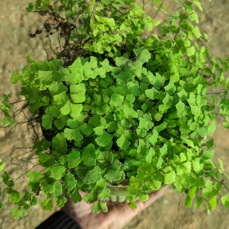 Maidenhair Fern Rhizomes - 5 Live Roots for Indoor/Outdoor Planting - Image 4