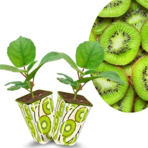 Male Kiwi Vine Live Plant - 2.5