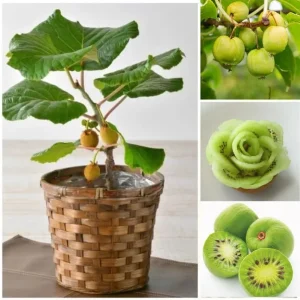 Male Kiwi Vine Live Plant - 2.5