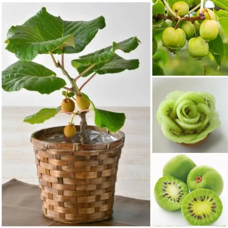 Male Kiwi Vine Live Plant - 2.5" Pot - Hardy Zones 4-9 - Fast Growing Fruit Plant - Image 3