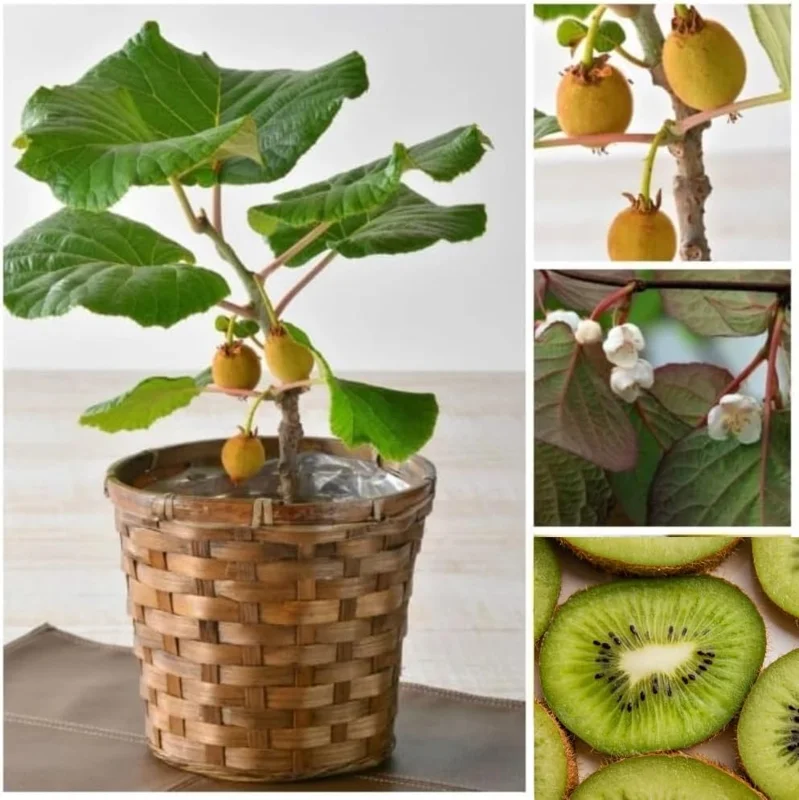 Male Kiwi Vine Live Plant - 2.5" Pot - Hardy Zones 4-9 - Fast Growing Fruit Plant - Image 4
