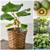 Male Kiwi Vine Live Plant - 2.5" Pot - Hardy Zones 4-9 - Fast Growing Fruit Plant - Image 1
