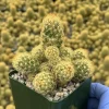 Mammillaria Elongata Ladyfinger Cactus Live Plant – Golden Stars Succulent - Image 1