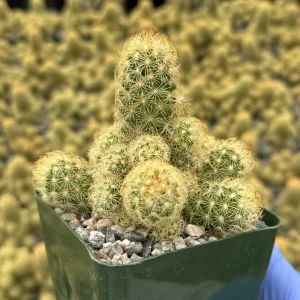 Mammillaria Elongata Ladyfinger Cactus Live Plant – Golden Stars Succulent - Image 2