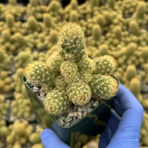 Mammillaria Elongata Ladyfinger Cactus Live Plant – Golden Stars Succulent - Image 3