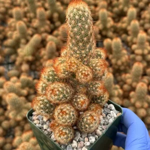 Mammillaria Elongata Ladyfinger Cactus Live Plant – Golden Stars Succulent - Image 4