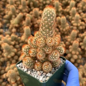 Mammillaria Elongata Ladyfinger Cactus Live Plant – Golden Stars Succulent - Image 5
