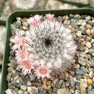 Mammillaria Ritteriana Cactus Live Plant – Blooming Snowball Cactus 4 inch Pot - Image 2