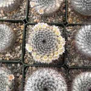 Mammillaria Ritteriana Cactus Live Plant – Blooming Snowball Cactus 4 inch Pot - Image 3