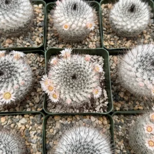 Mammillaria Ritteriana Cactus Live Plant – Blooming Snowball Cactus 4 inch Pot - Image 4