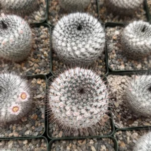 Mammillaria Ritteriana Cactus Live Plant – Blooming Snowball Cactus 4 inch Pot - Image 5