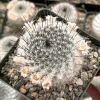 Mammillaria Ritteriana Cactus Live Plant – Blooming Snowball Cactus 4 inch Pot - Image 1