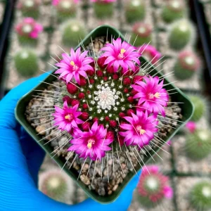 Mammillaria Spinosissima Cactus Live Plant, Blooming, 4