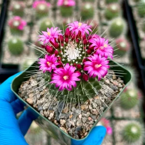 Mammillaria Spinosissima Cactus Live Plant, Blooming, 4
