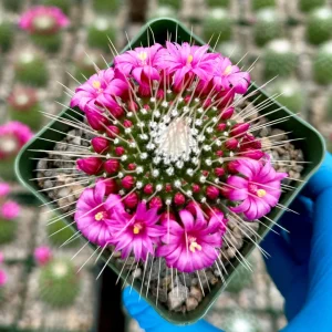 Mammillaria Spinosissima Cactus Live Plant, Blooming, 4