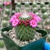 Mammillaria Spinosissima Cactus Live Plant, Blooming, 4" Pot, Indoor/Outdoor - Image 1