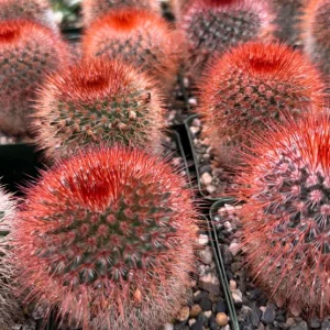 Mammillaria Spinosissima Cactus Live Plant – Red Head Irishman – 4 inch Pot – Indoor/Outdoor - Image 2