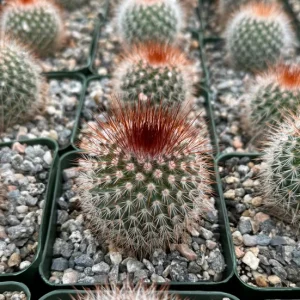 Mammillaria Spinosissima Cactus Live Plant – Red Head Irishman – 4 inch Pot – Indoor/Outdoor - Image 3