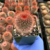 Mammillaria Spinosissima Cactus Live Plant – Red Head Irishman – 4 inch Pot – Indoor/Outdoor - Image 1
