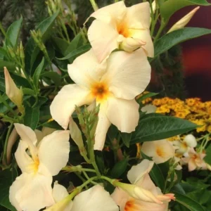 Mandevilla Vine Live Plant - Tropical Flowering Vine, 5-9 Inch Tall, Outdoor - Image 2