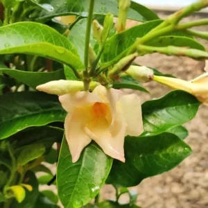 Mandevilla Vine Live Plant - Tropical Flowering Vine, 5-9 Inch Tall, Outdoor - Image 5