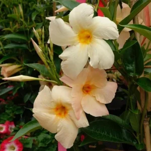 Mandevilla Vine Live Plant - Tropical Flowering Vine, 5-9 Inch Tall, Outdoor - Image 7