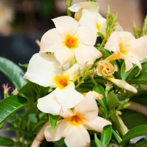 Mandevilla Vine Live Plant - Tropical Flowering Vine, 5-9 Inch Tall, Outdoor - Image 8