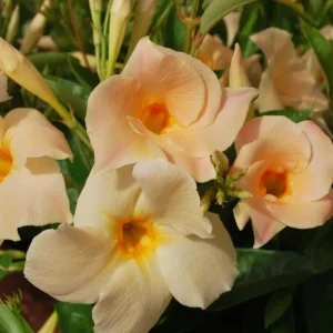 Mandevilla Vine Live Plant - Tropical Flowering Vine, 5-9 Inch Tall, Outdoor - Image 1