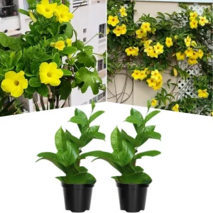 Mandevilla Vine Live Plants - Vibrant Red Flowering Vines, 4-7 Inches Tall - Image 5