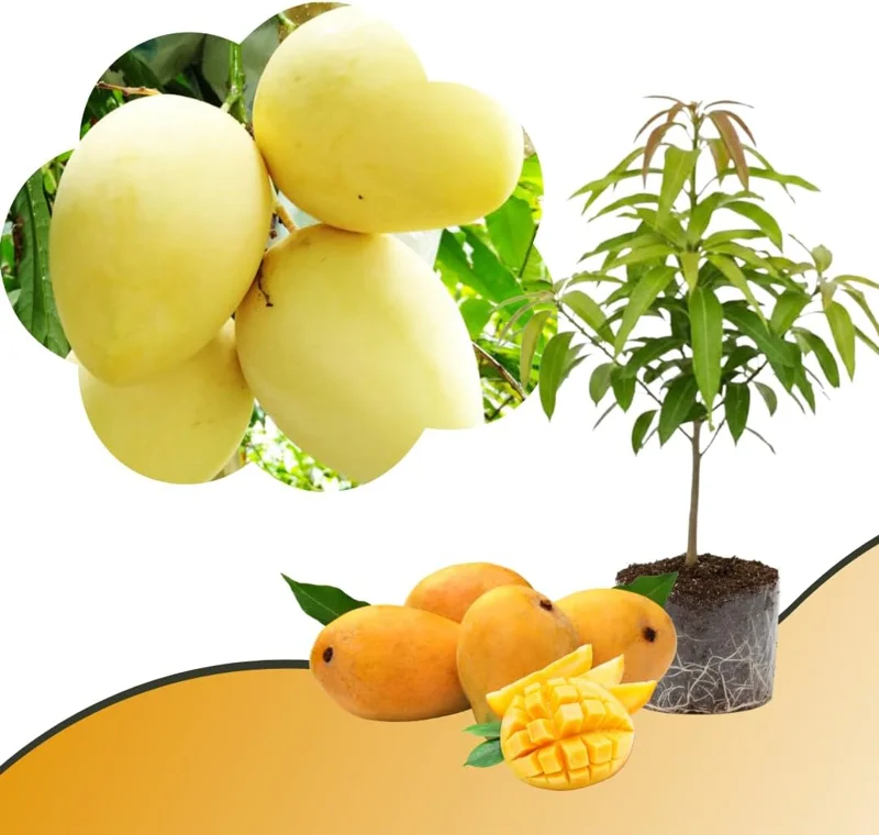 Mango Tree Live Plant - Sweet Tropical Yellow Red Mango in 3 Gallon Pot, Outdoor - Image 2