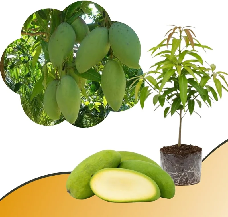 Mango Tree Live Plant - Sweet Tropical Yellow Red Mango in 3 Gallon Pot, Outdoor - Image 3