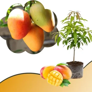Mango Tree Live Plant - Sweet Tropical Yellow Red Mango in 3 Gallon Pot, Outdoor - Image 4