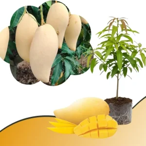 Mango Tree Live Plant - Sweet Tropical Yellow Red Mango in 3 Gallon Pot, Outdoor - Image 5