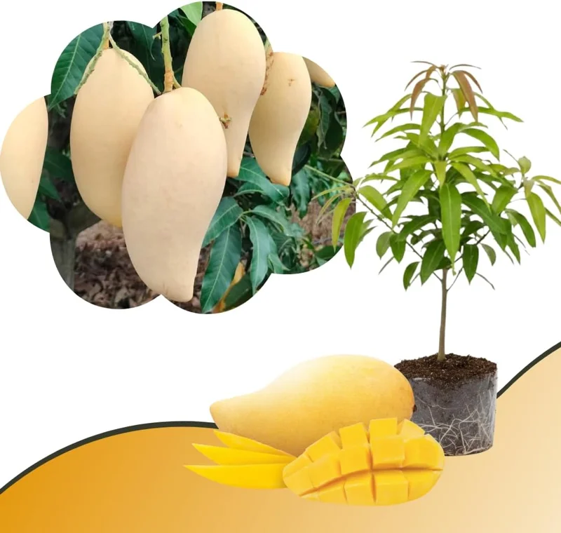 Mango Tree Live Plant - Sweet Tropical Yellow Red Mango in 3 Gallon Pot, Outdoor - Image 5