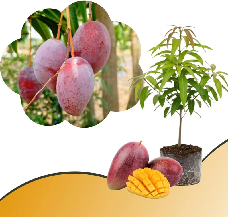 Mango Tree Live Plant - Sweet Tropical Yellow Red Mango in 3 Gallon Pot, Outdoor - Image 6